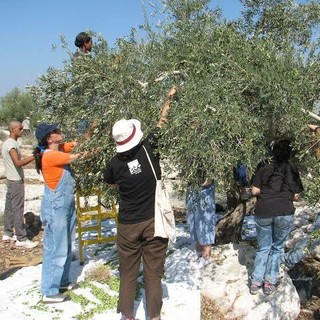 Sono tre gli imperiesi fermati in Cisgiordania durante la raccolta delle olive