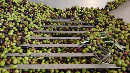 Dolcedo, un viaggio nella storia dei frantoi ponentini