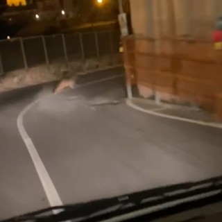 Imperia, un lupo a spasso in centro a Oneglia (video)