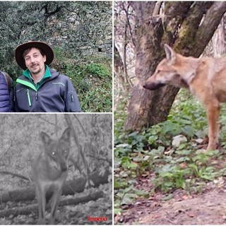 Convivere con il lupo, i consigli del naturalista Matteo Serafini (video)