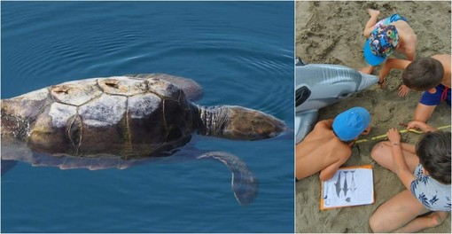 A San Bartolomeo un laboratorio per baby sentinelle delle tartarughe marine