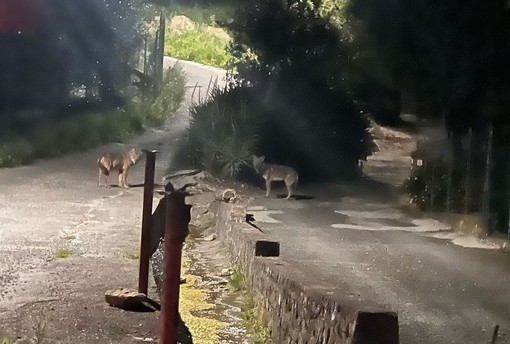 Diano Marina: lupi avvistati in pieno giorno vicino alle case, paura tra i residenti
