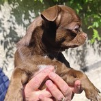 Leone al  momento del ritrovamento