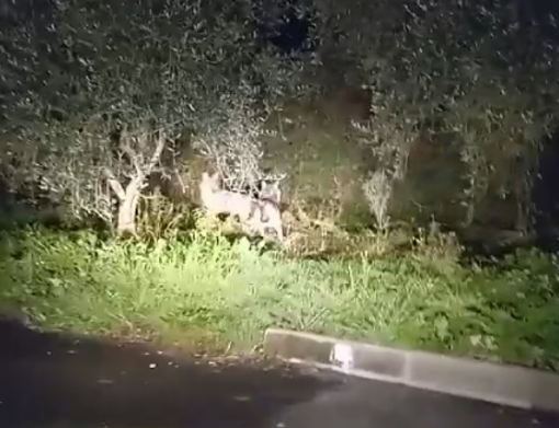 La passeggiata di due lupi nella stazione di servizio 'Le Cave' in via Nazionale (video) La passeggiata di due lupi nella stazione di servizio 'Le Cave' in via Nazionale (video)