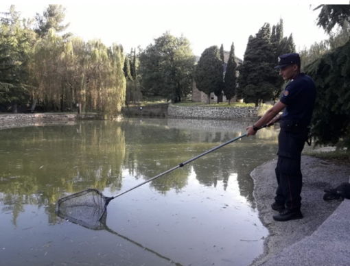Lucinasco, operazione tartarughe 'azzannatrici': liberato il laghetto di Santo Stefano