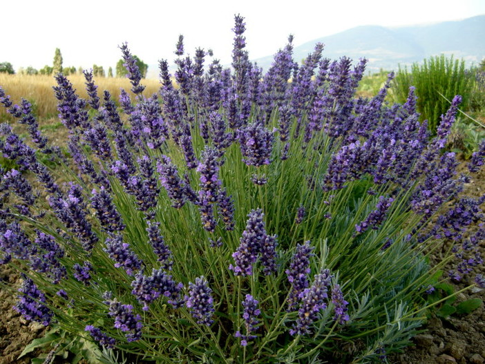Accordo tra CNA e Pasta Morena: nasce la pasta fresca alla lavanda angustifolia “Imperia”