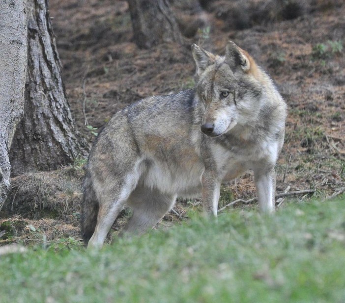 Imperia, in Provincia un convegno sul lupo tra tutela e convivenza Imperia, in Provincia un convegno sul lupo tra tutela e convivenza