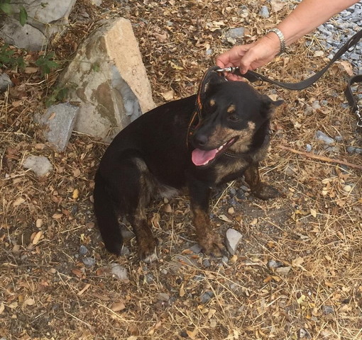 Chiusavecchia; canile "Gli Ulivi" questa settimana cerchiamo una casa per Lola Chiusavecchia; canile "Gli Ulivi" questa settimana cerchiamo una casa per Lola