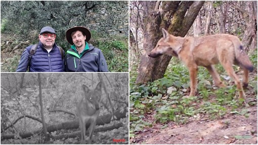 Convivere con il lupo, i consigli del naturalista Matteo Serafini (video)