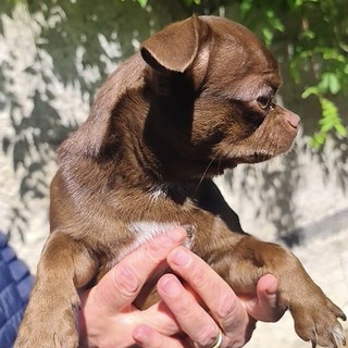 Leone al  momento del ritrovamento