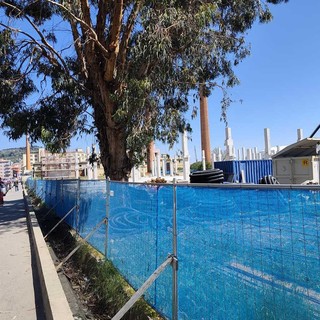 La zona di lungomare Vespucci dove sono stati abbattuti gli Eucalipti