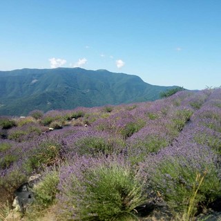 Festa della lavanda a Cosio d'Arroscia