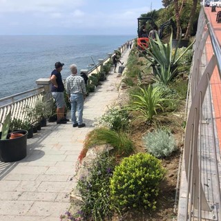 Imperia, lavori di riqualificazione della passeggiata degli innamorati, iniziata la piantumazione (foto)