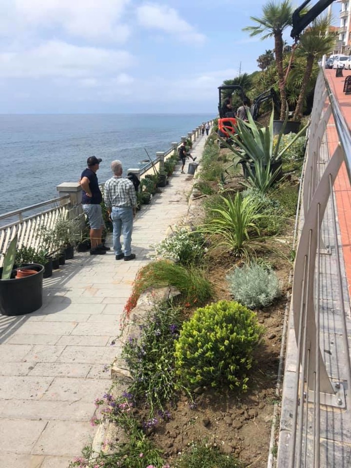 Imperia, lavori di riqualificazione della passeggiata degli innamorati, iniziata la piantumazione (foto)