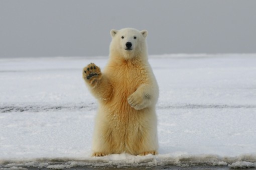 Dalla cura degli animali feriti alla protezione della biodiversità: come le donazioni regolari danno forza ai Cras del WWF Dalla cura degli animali feriti alla protezione della biodiversità: come le donazioni regolari danno forza ai Cras del WWF