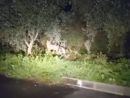 La passeggiata di due lupi nella stazione di servizio 'Le Cave' in via Nazionale (video) La passeggiata di due lupi nella stazione di servizio 'Le Cave' in via Nazionale (video)