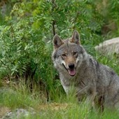 Imperia, allarme lupi: rischio reale per gli allevamenti della provincia