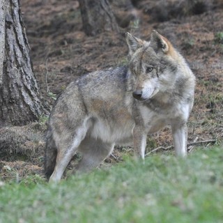Lupi avvistati tra Costa Carnara e Dolcedo, allerta nell'entroterra Imperiese