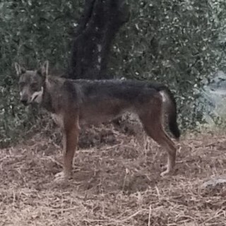 Dianese nella morsa dei lupi, i sindaci scrivono a Toti e Piana Dianese nella morsa dei lupi, i sindaci scrivono a Toti e Piana