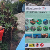 A Porto Maurizio ora spuntano anche i ladri di agavi e cactus: piante sottratte sulla Passeggiata degli innamorati A Porto Maurizio ora spuntano anche i ladri di agavi e cactus: piante sottratte sulla Passeggiata degli innamorati