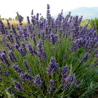 Accordo tra CNA e Pasta Morena: nasce la pasta fresca alla lavanda angustifolia “Imperia”