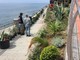 Imperia, lavori di riqualificazione della passeggiata degli innamorati, iniziata la piantumazione (foto)