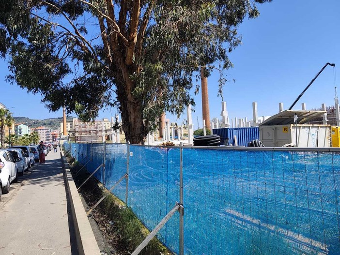 La zona di lungomare Vespucci dove sono stati abbattuti gli Eucalipti