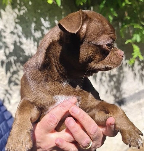 Leone al  momento del ritrovamento