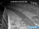 Lupi davanti al cancello di casa a Nava: allarme a Pornassio (video)
