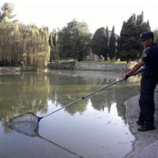Lucinasco, operazione tartarughe 'azzannatrici': liberato il laghetto di Santo Stefano