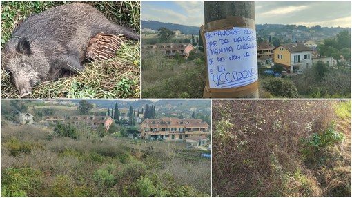 Caramagna, mamma cinghiala e cuccioli 'fuggono' dalla vigilanza regionale ma gli animalisti rimangono in allerta Caramagna, mamma cinghiala e cuccioli 'fuggono' dalla vigilanza regionale ma gli animalisti rimangono in allerta