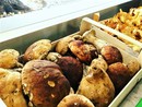 Funghi nell’Imperiese: stagione incerta, ma la passione non si ferma