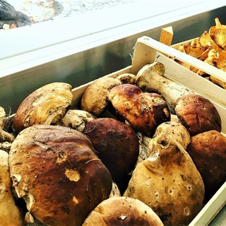 Funghi nell’Imperiese: stagione incerta, ma la passione non si ferma