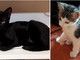 Imperia: una gattina nera e il suo piccolo cercano una nuova famiglia