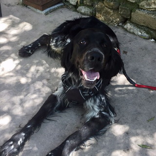 Chiusavecchia: pensione canile "Gli Ulivi" questa settimana cerchiamo una casa per Martin. Venite a trovarlo