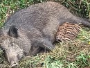 Caramagna, animalisti sempre in allerta per salvare mamma cinghiala e cuccioli dall'abbattimento Caramagna, animalisti sempre in allerta per salvare mamma cinghiala e cuccioli dall'abbattimento