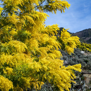 In Italia 9 mimose su 10 sono liguri: il 90% della produzione arriva dalla provincia di Imperia
