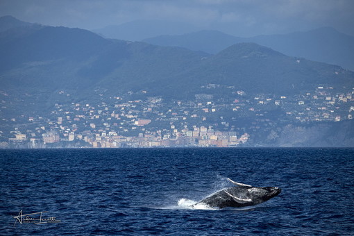 Megattera avvistata nel ponente ligure: le raccomandazioni della Guardia Costiera per i diportisti Megattera avvistata nel ponente ligure: le raccomandazioni della Guardia Costiera per i diportisti