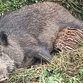 Caramagna, animalisti sempre in allerta per salvare mamma cinghiala e cuccioli dall'abbattimento Caramagna, animalisti sempre in allerta per salvare mamma cinghiala e cuccioli dall'abbattimento