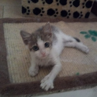 Sanremo: la gattina Michelina è in cerca di una nuova famiglia Sanremo: la gattina Michelina è in cerca di una nuova famiglia