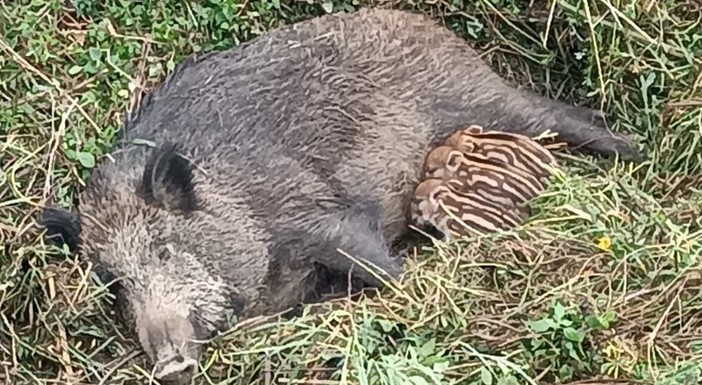Caramagna, la mobilitazione continua: animalisti in prima linea per salvare mamma cinghiala e i cuccioli Caramagna, la mobilitazione continua: animalisti in prima linea per salvare mamma cinghiala e i cuccioli