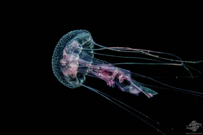 ACCADDE OGGI. 13 luglio 1981, a distanza di quasi un secolo tornano le meduse nel mare imperiese ACCADDE OGGI. 13 luglio 1981, a distanza di quasi un secolo tornano le meduse nel mare imperiese