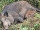 Caramagna, animalisti sempre in allerta per salvare mamma cinghiala e cuccioli dall'abbattimento Caramagna, animalisti sempre in allerta per salvare mamma cinghiala e cuccioli dall'abbattimento
