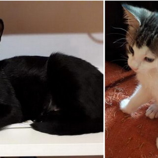 Imperia: una gattina nera e il suo piccolo cercano una nuova famiglia