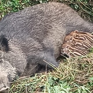 Caramagna, animalisti sempre in allerta per salvare mamma cinghiala e cuccioli dall'abbattimento