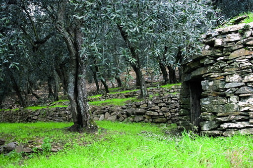 Agricoltura e pesca, approvato il nuovo piano regionale per la valorizzazione delle produzioni locali