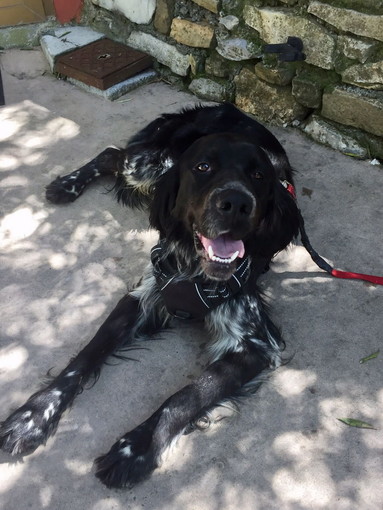 Chiusavecchia: pensione canile "Gli Ulivi" questa settimana cerchiamo una casa per Martin. Venite a trovarlo