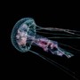 ACCADDE OGGI. 13 luglio 1981, a distanza di quasi un secolo tornano le meduse nel mare imperiese ACCADDE OGGI. 13 luglio 1981, a distanza di quasi un secolo tornano le meduse nel mare imperiese