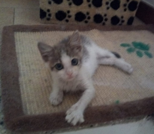 Sanremo: la gattina Michelina è in cerca di una nuova famiglia