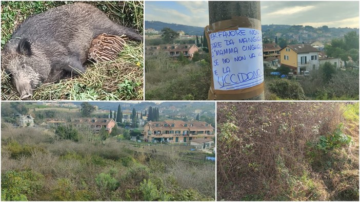 Caramagna, mamma cinghiala e cuccioli 'fuggono' dalla vigilanza regionale ma gli animalisti rimangono in allerta